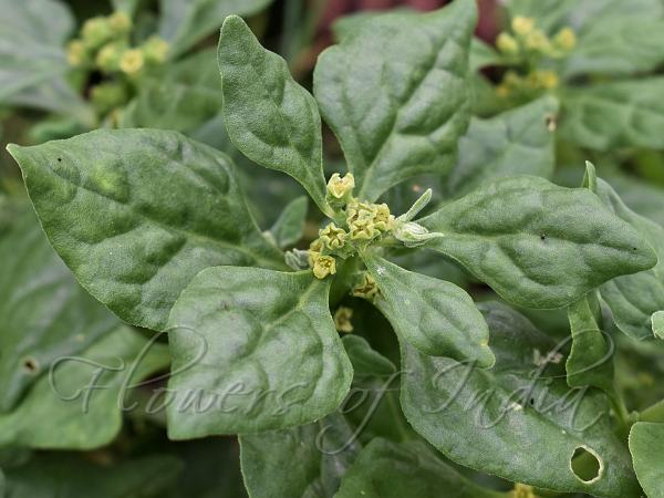 New Zealand Spinach